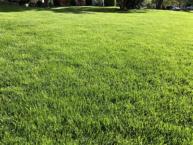 Professional Property Maintenance